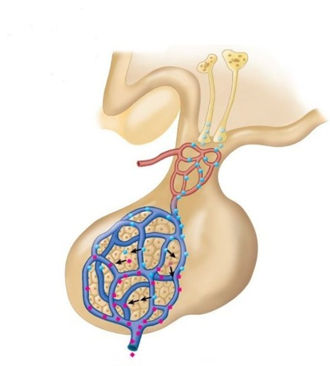 <p>They produce a thick, clear, alkaline mucus that lubricates the male urethra and neutralizes acidic urine.</p>