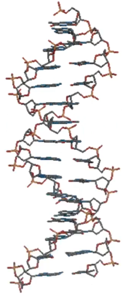 <p>what DNA duplex is this the side structural of?</p>