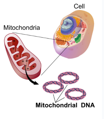<p>Biomolecules:</p><ul><li><p>double membrane structure, tiny</p></li><li><p>proteins = ribosomes</p></li><li><p>only eukaryotic, plant + animal cells</p></li></ul><p>Function:</p><ul><li><p>make energy by breaking down food (glucose) using oxygen → stored as ATP</p></li><li><p>powerhouse of the cell</p></li></ul><p></p>