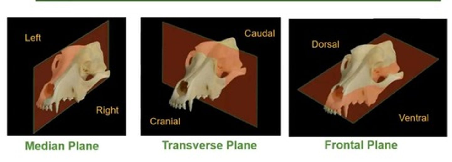 <p>Divides the body longitudinally into left and right halves in equal divisions.</p>