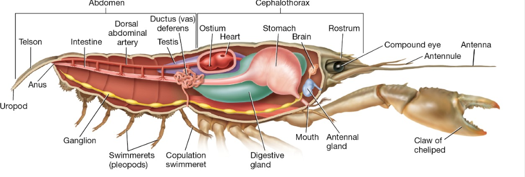 <p><strong>On which surface</strong><span> are locomotor structures called </span><strong>swimmerets</strong><span> located in this crayfish?</span></p>