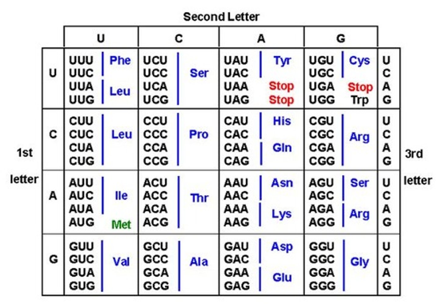 <p>C.) It stops the process of adding amino acids.</p>