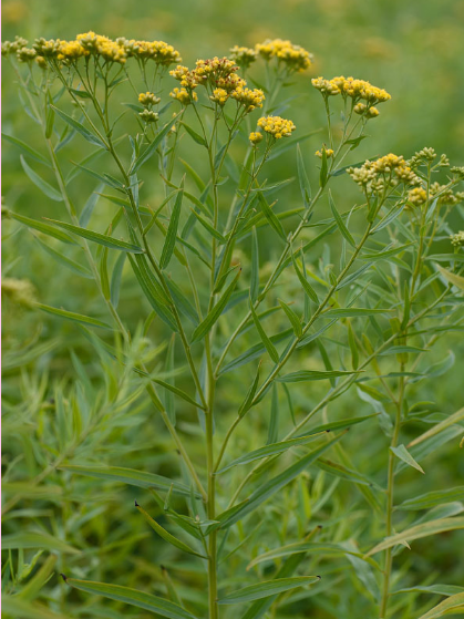 <p>What is the genus of this plant?</p>