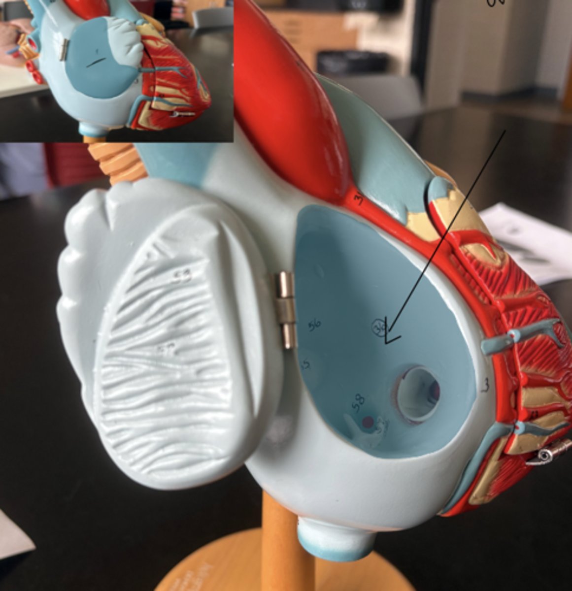 knowt flashcard image