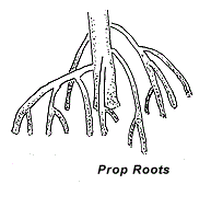 <p>Small roots above ground for support.</p>