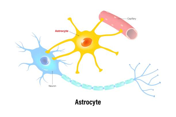 <p>Star-shaped cell in the central nervous system that regulates ions and neurotransmitters.</p>