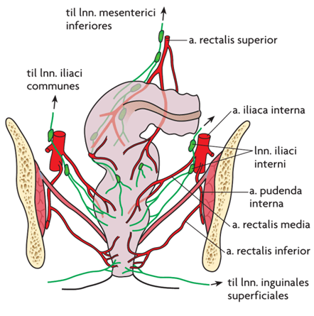 Lymfedrænagen følger arterieforsyningen 

1. Langs a. rectalis sup. til lnn. mesenterici inferior 
2. Langs a. rectalis media til lnn. Iliaci interni
3. Langs a. rectalis inf. til de mediale lnn. Inguinale superficialis 
4. (lnn. Sacrales)