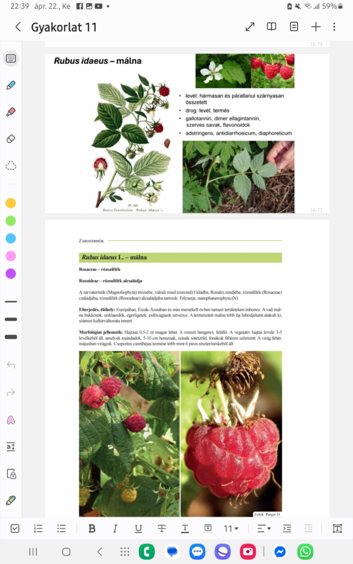 <p><strong>MÁLNA</strong></p><p><strong>Család, alcsalád, faj:</strong></p><p>Rosaceae - rózsafélék családja</p><p>Rosoideae - rózsafélék alcsaládja</p><p><strong>Előfordulás:</strong> Európában, É-Ázsiában, más mérsékelt övben őshonos; vad málna: bükkösök, sziklaerdők, égerligetek, erdővágások; termesztett málna: több faj hibridjeként, sok kultúrváltozat</p><p><strong>Morfológia:</strong></p><ul><li><p>félcserje, nanophanerophyta</p></li><li><p>0,5-2 m magas hajtás hengeres, felálló vesszőkkel</p></li><li><p>LEVÉL: hármasan és páratlanul szárnyasan összetett, vegetatív hajtásé 3-5 levélkéből → LEVÉLKE: tojásdad, 5-10 cm hosszú, sötétzöld, fehéren szőrözött fonákkal</p></li><li><p>VIRÁGZAT: fehér virág, máj.</p></li><li><p>TERMÉS: csoportos csonthéjas →  több mint 6 piros részterméskéből</p></li></ul><p><strong>Drog:</strong> levél, termés</p><p><strong>Hatóanyag:</strong> gallotannin, dimer ellagintannin, szerves savak, flavonoidok; gyümiben: cianidin-glikozidok, szerves savak, alkoholok, cukrok, pektin</p><p><strong>Alkalmazás:</strong> adstringens, antidiarrhoeicum, diaphoreticum, garatöblögető élvezeti tea, szirupízjavító, lekvár</p><p><strong>Gyűjtés:</strong> levél, máj.-szept.</p>