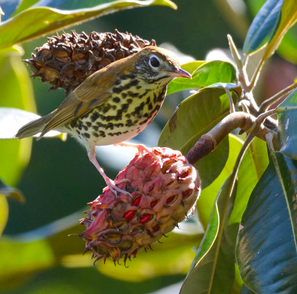 <p>Wood Thrush</p>