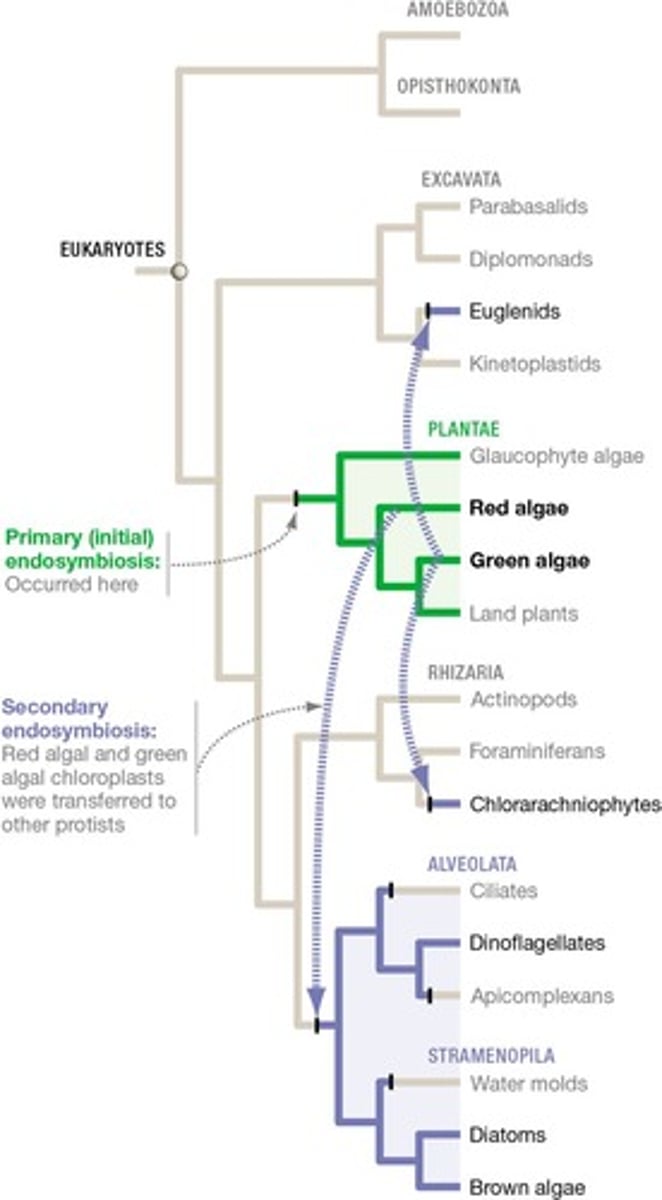 <p>The primary endosymbiotic event likely occurred in the common ancestor of Plantae, leading to chloroplasts with 2 membranes.</p>