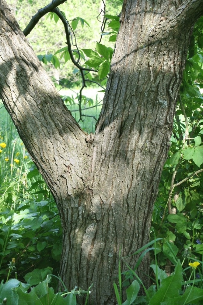 <p>slippery elm, Ulmus rubra, Ulmaceae</p>