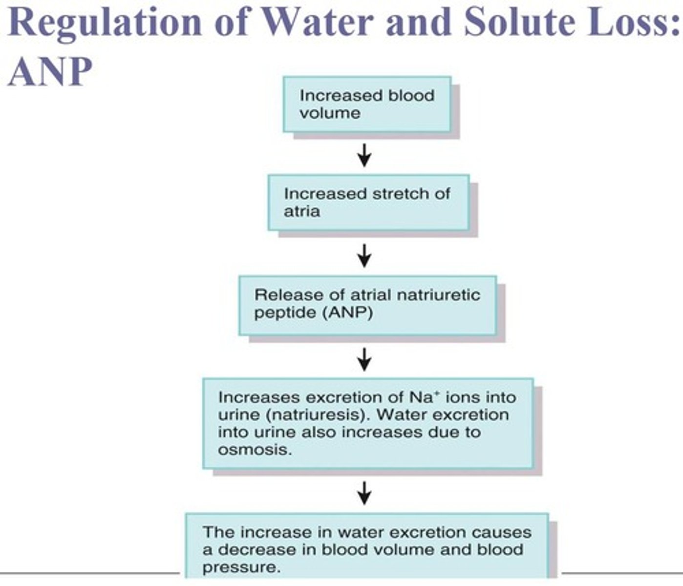 <p>ADH promotes water reabsorption, aldosterone increases sodium reabsorption, and ANP promotes sodium excretion.</p>