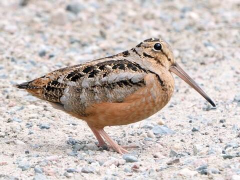 <p>Order:Charadriiformes Family:Scolopacidae</p>