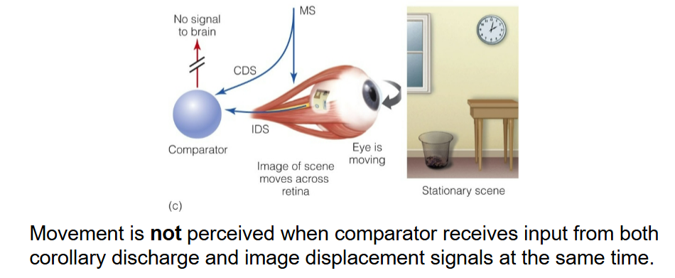 <p>Look at circle, move eyes to another area: IDS and CDS occurs </p>