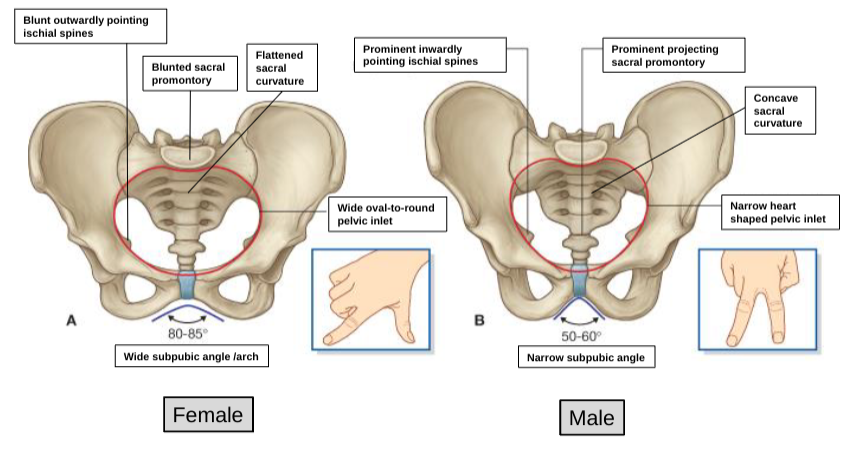 <p>females have a wide subpubic angle/arch (80-85<span>°)</span>, </p><p>males have a narrow subpubic angle/arch (50-60<span>°)</span></p>