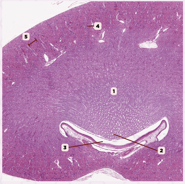 <p>Identify the structure labeled as 1.</p>
