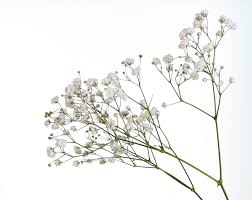 <p>What is the common name for this plant?</p>
