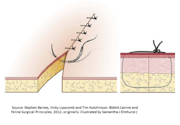 <p>Identify this suture pattern.</p>