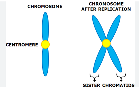 <p>during the G2 stage, although the cell replicates its genetic material, it does not double the number of existing chromosomes, they just increase in size since they are copies joined to one.</p><p>these are called ______</p>