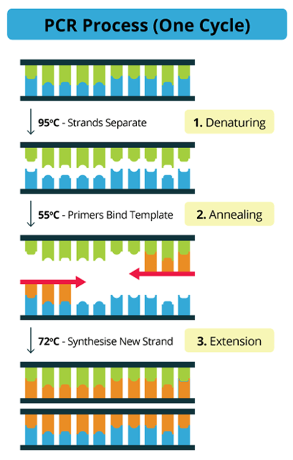 <ol><li><p>Denaturation</p></li><li><p>Annealing</p></li><li><p>Extension</p></li></ol><p></p>
