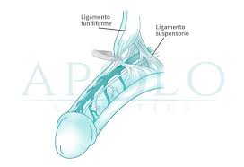 el ligamento _________ es uno de los ligamentos que sujeta al pene