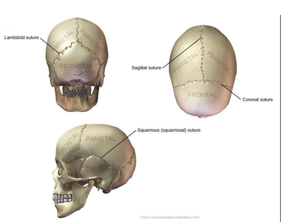 <p>Dense fibrous connective tissue joints between flat bones of the skull.</p><ul><li><p>Fission of bone</p></li></ul>