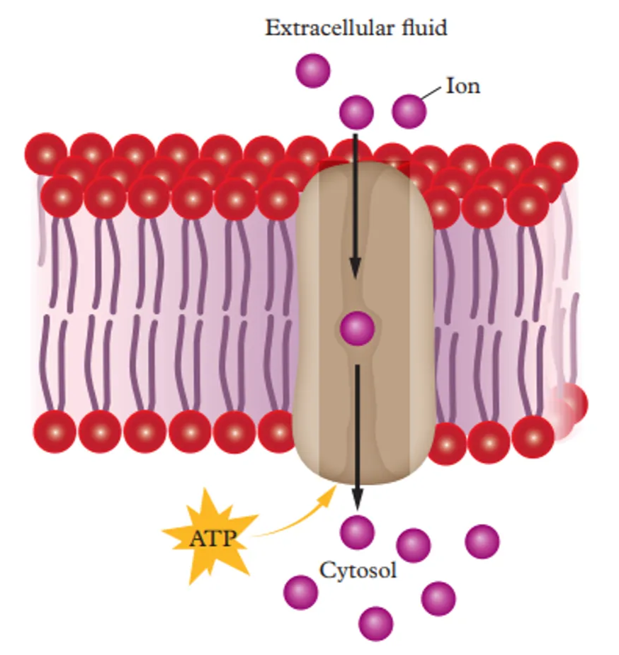 <p>The pump uses the energy from ATP to move the substances across the plasma membrane. In this process, the pump (proteins) changes shape</p>