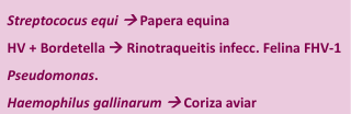 <p>RINITIS PURULENTA&nbsp;</p><ul><li><p>exudado semisólido, denso, blanco-amarillento</p></li><li><p>mucosa con hiperemia, edema y descamación celular y MUCHOS neutrófilos&nbsp;</p></li><li><p>pus en la luz (neutrófilos y bacterias)&nbsp;</p></li></ul><p>= bacterias piógenas&nbsp;</p>