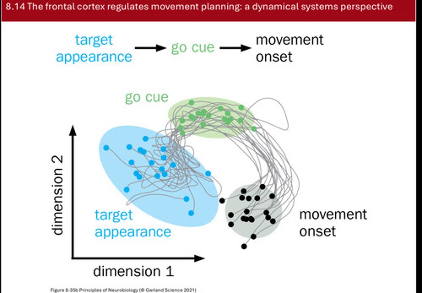 <p>even if there are neurons active during planning, the pattern (set of firing rates across all neurons at a moment, depicted by a point) might be inside a null subspac/quiet zone that DOESNT affect the muscles</p><p>When a go cue arrives, the population activity shifts — the system’s trajectory moves from the null (planning) subspace into an output subspace.This new pattern does connect to downstream motor pathways, generating muscle activity and visible movement.</p><p>this explains why you can have premotor activity ongoing yet NO movement. the state may be in a planning subspace until a transition moves it into an output subspace that drives behavior</p>