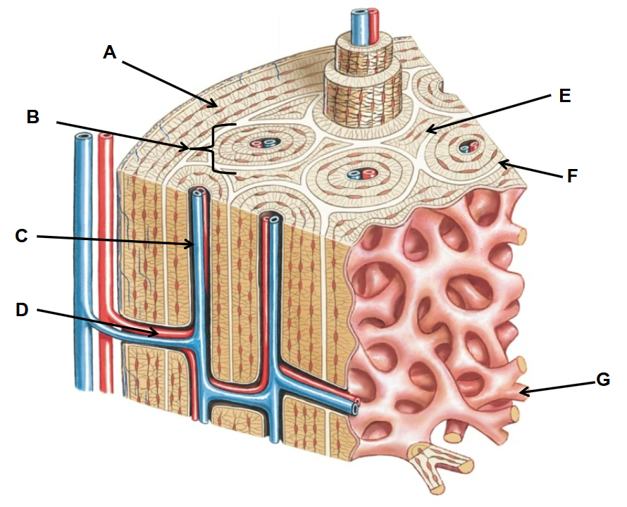 <p>What is E?</p>