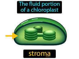 <p>fluid around thylakoids</p><ul><li><p>location for Calvin Cycle</p></li><li><p>Contains: Chloroplast DNA, Ribosomes, Enzymes</p></li></ul><p></p>
