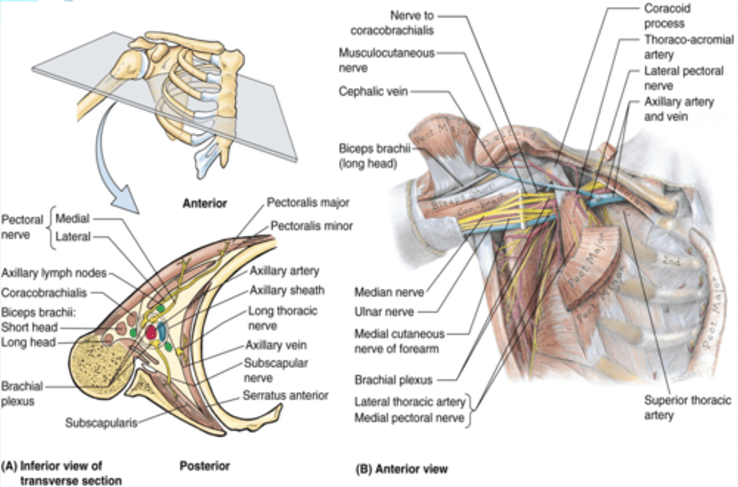 <p>scapula and subscapularis muscle. Posterior axillary fold</p>