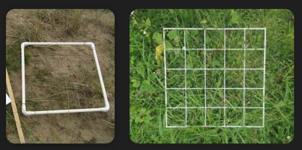<ul><li><p>simple way to sample a habitat of interest</p></li><li><p>used to measure vegetation characteristics, such as percent cover, species dominance, diversity, and biomass/productivity estimates</p></li><li><p>Daubenmire cover class estimation = using a quadrat to put coverages into broad&nbsp;“bins” rather than estimating to the nearest percent</p></li></ul><p></p>