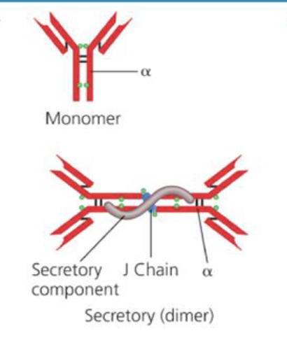 <p>What is the structure of IgA</p>