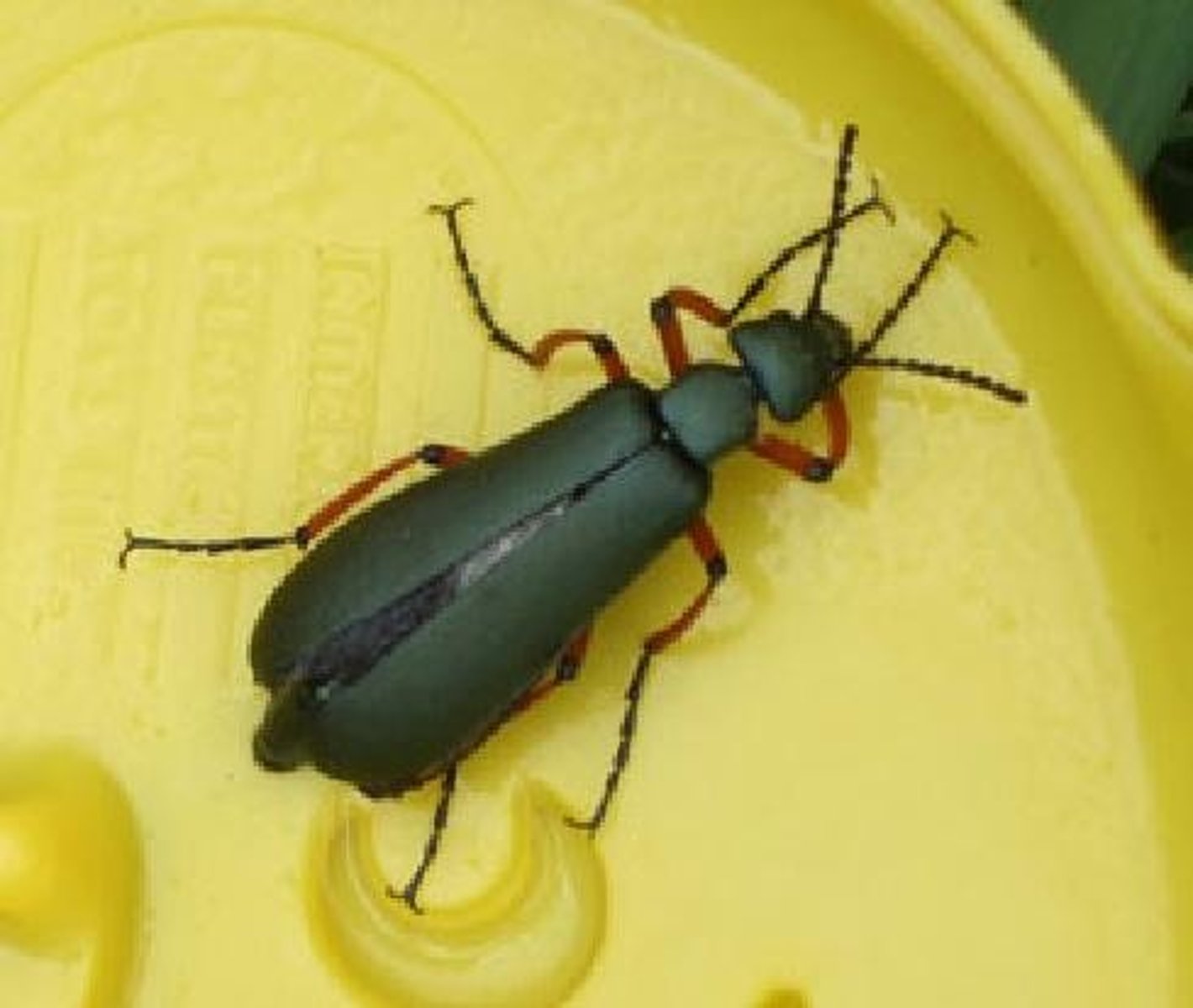 <p>-Adults have flexible elytra</p><p>-Larvae feed on insect eggs</p><p>-Hyper-metamorphosis</p><p>(1) 1st instar is a "triungulin"</p><p>-Adults produce cantharidin</p>