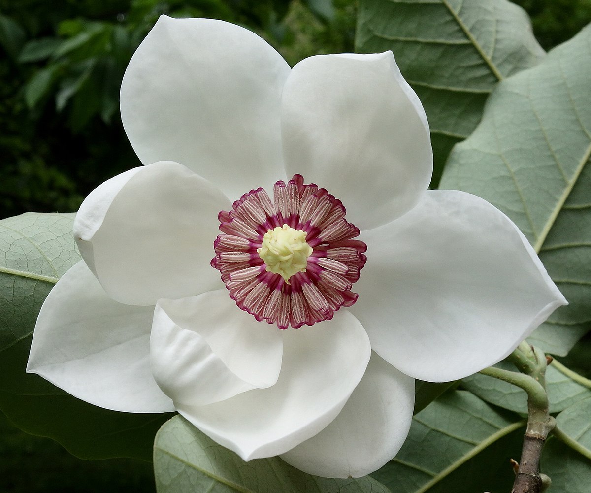 <p><strong>Magnolia </strong></p>