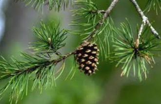 <p>Name the mode of nutrition of <span>Coniferophyta</span></p>