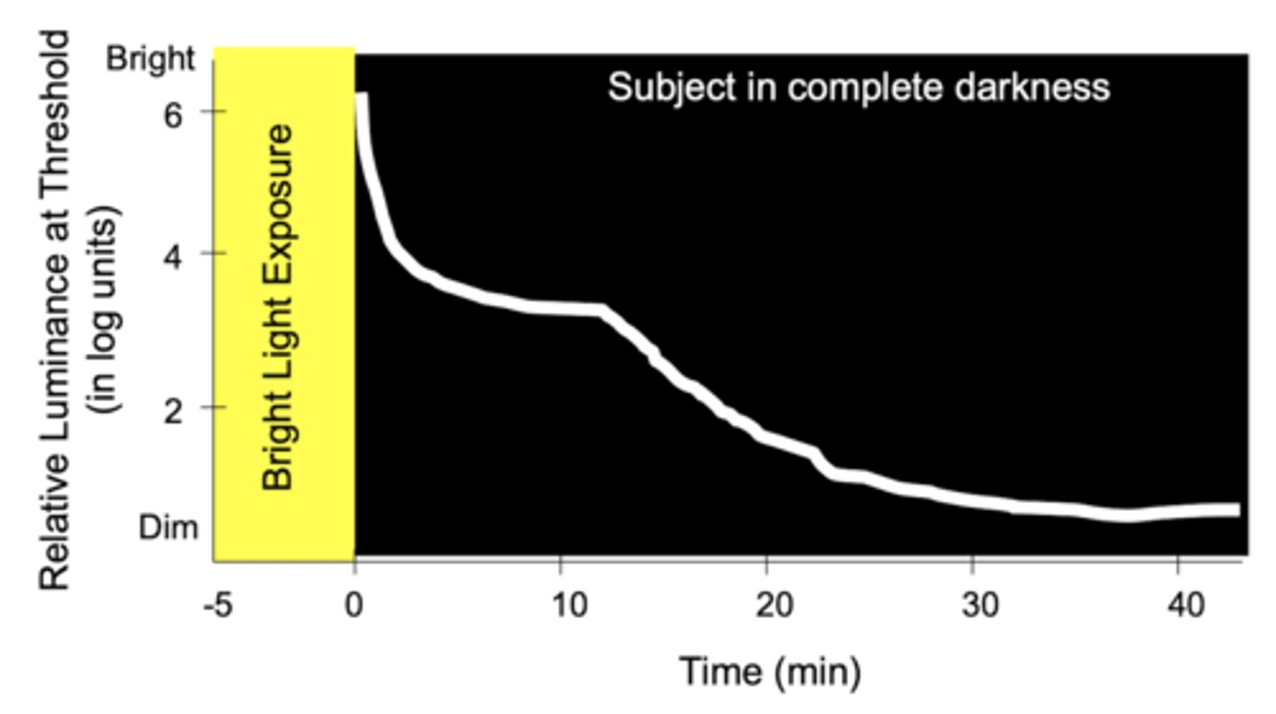 <p>rod-mediated sensitivity</p>