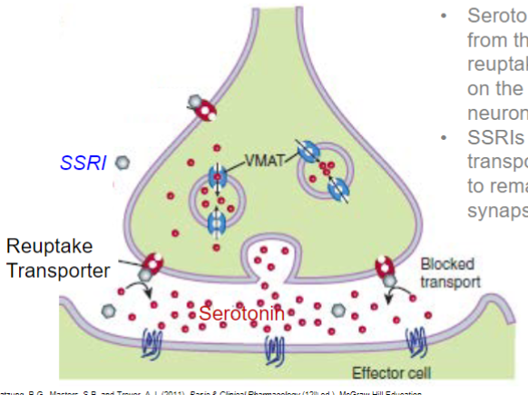 <ul><li><p>selective Serotonin reuptake inhibitor (SSRI)</p></li><li><p>serotonin is removed from the synapse by reuptake transporters on the presynaptic neuron</p><ul><li><p>SSRIs block transporters, allowing it to remain active in the synapse longer</p></li></ul></li></ul>