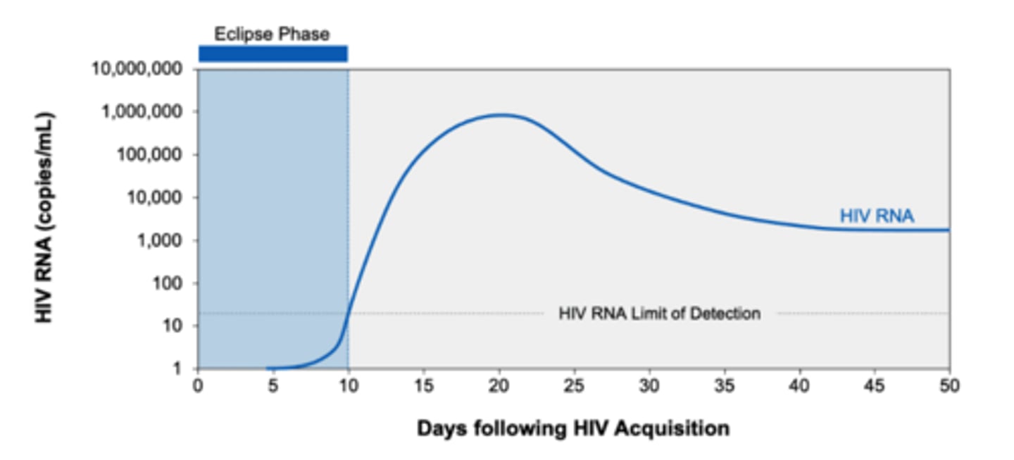 <p>HIV-1 begins to replicate in mucosa almost immediately after exposure; 7-21 days</p><p>NO HIV TEST IS POSITIVE DURING THIS PHASE</p>