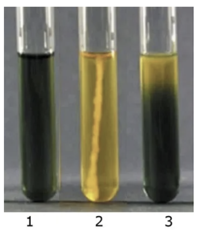 <p>which tube is positive for Enterobacteriaceae</p>