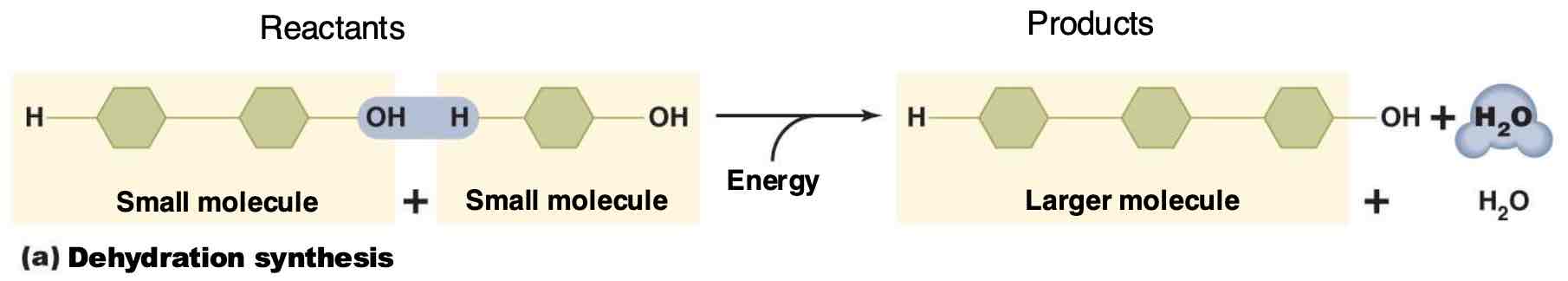 <p>Chemical reactions that form larger, more complex compounds from smaller molecules.</p>