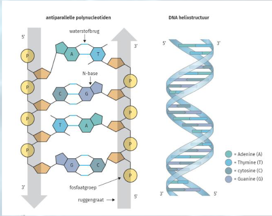 <p>hoeveel kanten heeft een monosacharide</p>