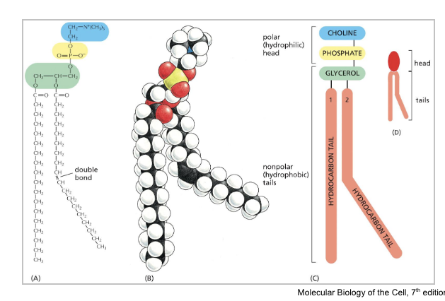 <p>lipid bilayer</p>