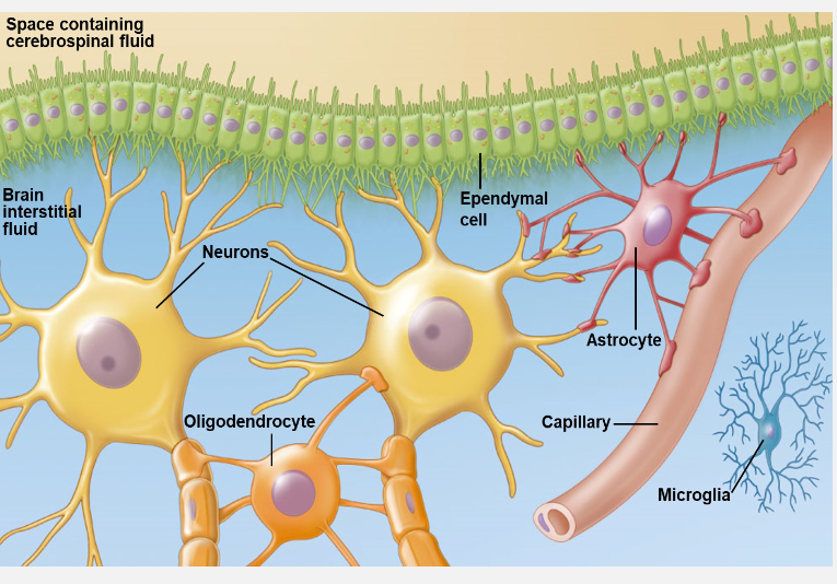 <p>Astrocytes </p>