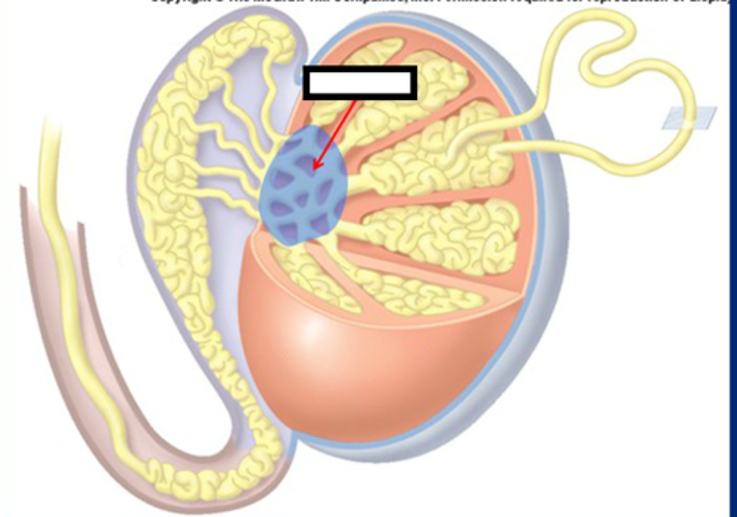 <p>network of tubules between the seminiferous tubules and the epididymis, concentrate &amp; mix sperm</p>