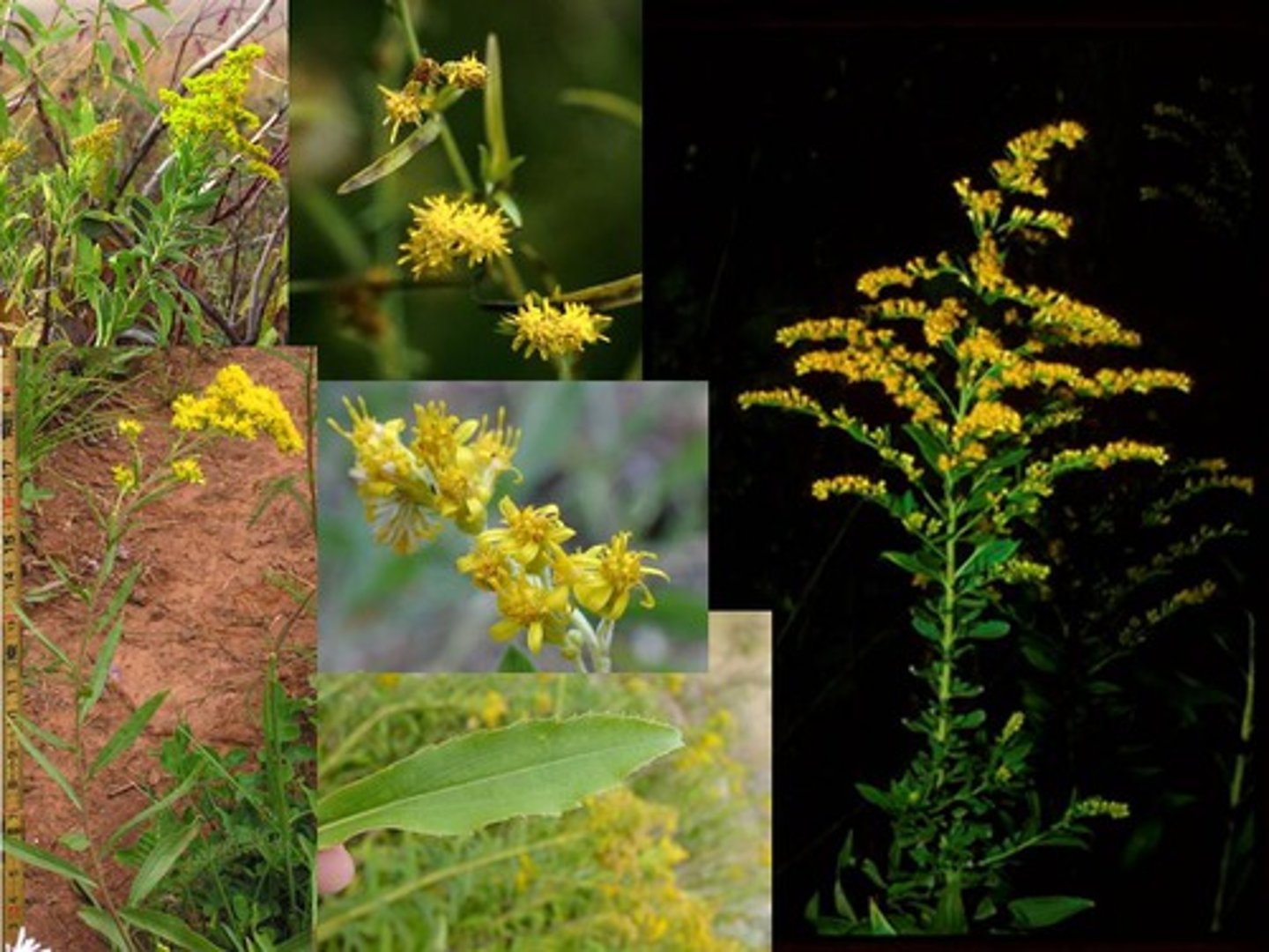 <p>Solidago spp.<br>Nectar; bird seed<br>Forb<br>Native<br>Forbs</p>