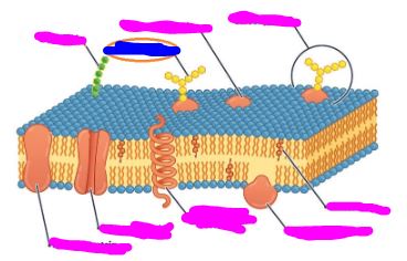 <p>What is the BLUE colored box? (ignore the pink)</p>