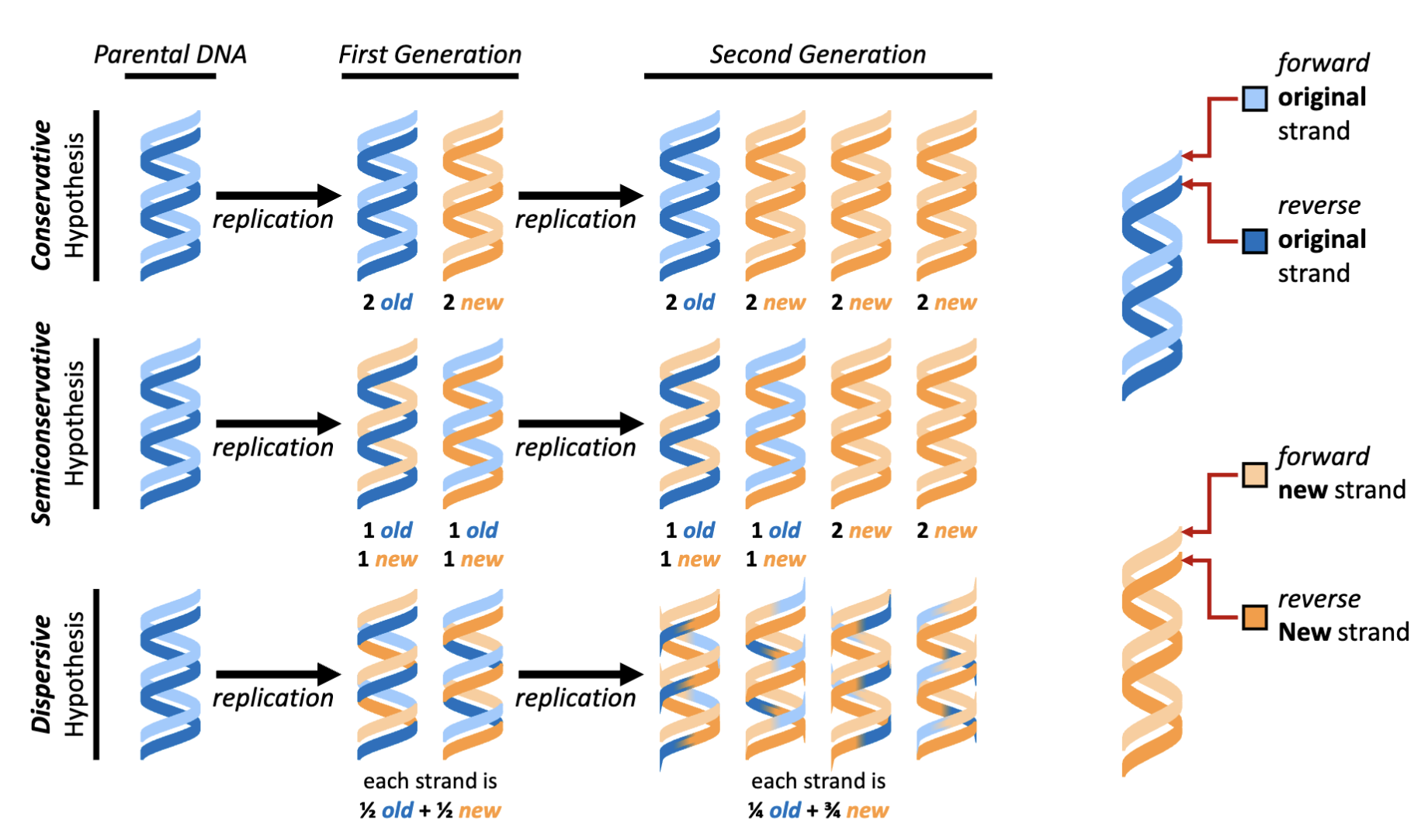 <p>Conservative, semi-conservative (works with the Watson and Crick model of DNA), dispersive (new DNA is incorporated piece wise) </p>
