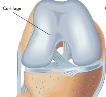 <p>Which type of synovial joint structure has:</p><ul><li><p>Pad articulating surfaces within articular capsules to prevent bones from touching</p></li><li><p>Resembles hyaline cartilage (contains water)</p></li><li><p>Smooth surfaces lubricated by synovial fluid</p></li></ul><p></p>